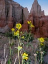 Black Eyed Susan Flowers Turning Toward the Sunrise Royalty Free Stock Photo