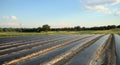 Field with black plastic row covers