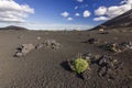 Field of black volcanic sand with few vegetation