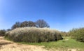 Field with Blackthorn blossom trees with blue sky, green grass in the English springtime. Epping forest