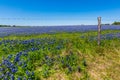 A Field Blanketed with the Famous Texas Bluebonnets