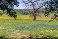 Field Blanketed with Swaths of Texas Bluebonnets, Yellow Cut Leaf Groundsel, and Pink Evening Primrose with a large Tree and a P