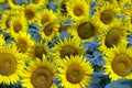 Field of bloomed sunflowers Royalty Free Stock Photo