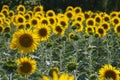 Field of bloomed sunflowers Royalty Free Stock Photo