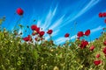 Field of blooming anemones