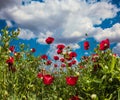 Field of blooming anemones