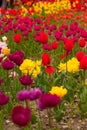 Field of blooming bright tulipes Royalty Free Stock Photo