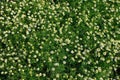 Field of blooming camomile Matricaria chamomilla , view direc Royalty Free Stock Photo