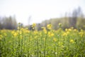 Rape plant blooming close up against the background of the field Royalty Free Stock Photo