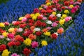 Multi-colored carnations in the field