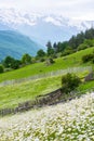 Field with blooming chamomiles. Summer nature in the Caucasus - Mestia, Svaneti, Georgia. Vertical Royalty Free Stock Photo