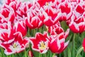 Field of blooming colorful tulips, spring flowers in the garden Royalty Free Stock Photo