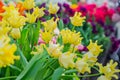 Field of blooming colorful tulips, spring flowers in the garden Royalty Free Stock Photo