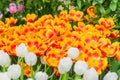 Field of blooming colorful tulips, spring flowers in the garden Royalty Free Stock Photo