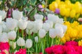 Field of blooming colorful tulips, spring flowers in the garden Royalty Free Stock Photo