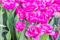 Field of blooming colorful tulips, spring flowers in the garden Royalty Free Stock Photo