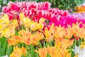 Field of blooming colorful tulips, spring flowers in the garden Royalty Free Stock Photo