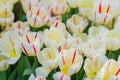 Field of blooming colorful tulips, spring flowers in the garden Royalty Free Stock Photo