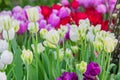 Field of blooming colorful tulips, spring flowers in the garden Royalty Free Stock Photo