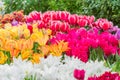 Field of blooming colorful tulips, spring flowers in the garden Royalty Free Stock Photo