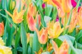 Field of blooming colorful tulips, spring flowers in the garden Royalty Free Stock Photo