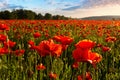 Field of blooming corn poppy at sunset