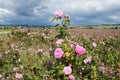 Field of blooming crimean pink Damask roses, rose bush closeup