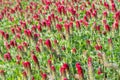 A field of blooming crimson clover