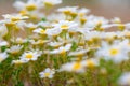 Field of Blooming Daisies. Close-up of a field of blooming white daisies with yellow centers