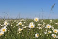 Field with blooming daisies