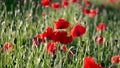 Field of blooming and dancing in the wind poppies, Poppy field ProRes 4. 2. 2. 10bit