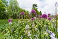 Field of blooming decorative onion flowers in spring garden Royalty Free Stock Photo