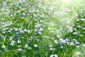 A field with blooming flax flowers Linum perenne. Beautiful nature summer background