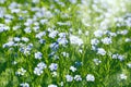 A field with blooming flax flowers Linum perenne. Beautiful nature summer background