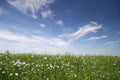 Field with blooming flax