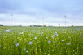 The field of blooming flax and windmills