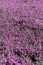 Field of blooming flower lillac calluna