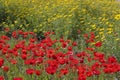 Field of blooming flowers