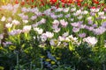 Field blooming flowers garden of pink white two tone tulip with sunlight Royalty Free Stock Photo