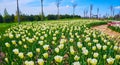 The field of blooming fringed tulips