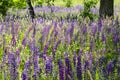 Field of blooming Large-leaved Lupine