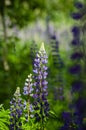 Field of blooming Large-leaved Lupine