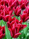 Field of blooming Lasting Love tulips Royalty Free Stock Photo
