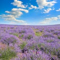 A field of blooming lavender and blue sky Royalty Free Stock Photo