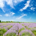 A field of lavender and blue sky Royalty Free Stock Photo