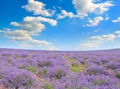 field of blooming lavender and blue sky Royalty Free Stock Photo