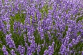 Field of blooming lavender close-up Royalty Free Stock Photo