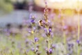 Field of blooming lavender flowers against setting sun and little bee Royalty Free Stock Photo