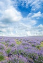 A field of blooming lavender and sky. Vertical photo Royalty Free Stock Photo