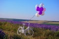 field of blooming lavender with wedding white bicycle and baloons